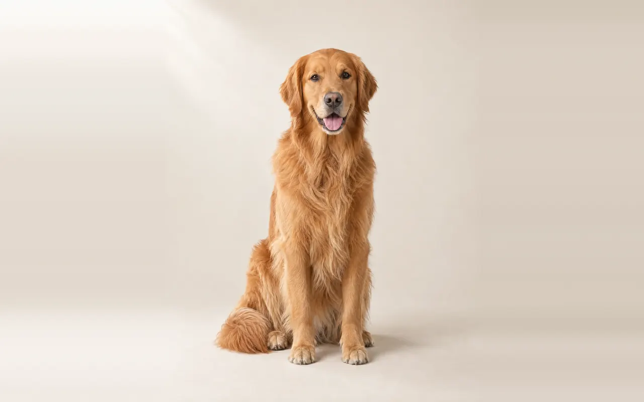 A Golden Retriever sitting